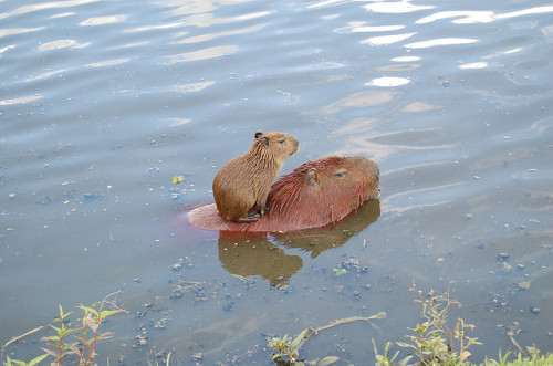 animalssittingoncapybaras:Capybara ride.animalssittingoncapybaras.tumblr.com/