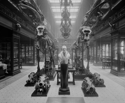 The anatomy museum in the Medical School at University of Edinburgh, Scotland 1895 by RCAHMS Via Fli