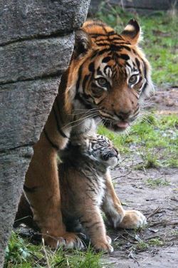 dailyblep:  Blep with cub