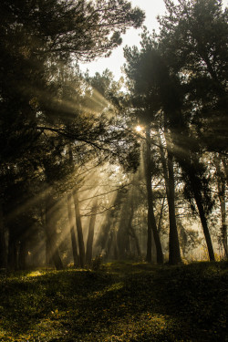 isawatree:  sun rays by akis lts 