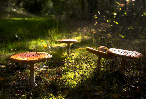 rockchickana: The world beneath the canopy by Theresa Elvin on Flickr.