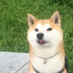 absolutedoge:  talented doge