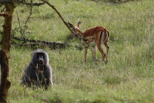 Did you know that the impala and the baboon made a sacred covenant? On the African plains, the impal