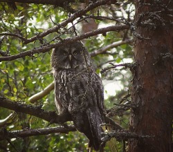 blackpoisonousrivers:  A great grey owl we spotted on our hike. By: Darby Old Hag Lahger