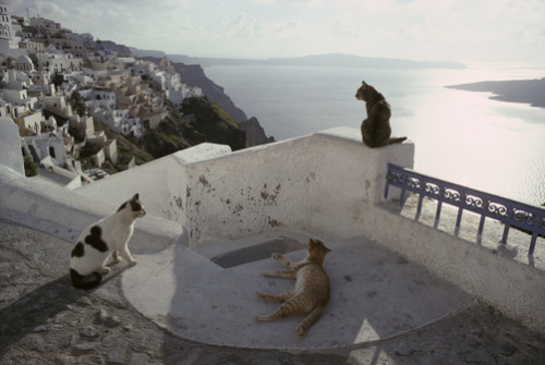 unrar:Domestic Cat (Felis catus) three strays, Santorini Island, Greece, Mitsuaki Iwago.