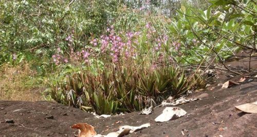 Phalaenopsis pulcherrima, in situ, 500 masl, Laos.Orchidaceae: Aeridinae.By Bertrand Laville‎. [x]