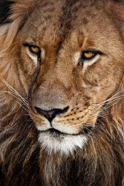 4quarius:  Lion by John White 