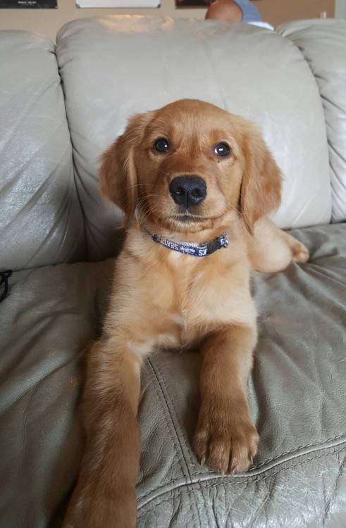 awwww-cute:  My roommate was puppysitting today! Meet Griffey (Source: http://ift.tt/1LMVJ9Q)