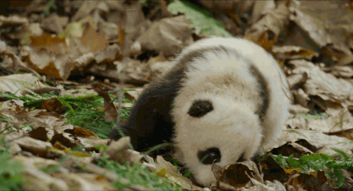 ohmydisney:BRB WATCHING THIS PANDA TUMBLE ADORABLY DOWN THIS HILL.