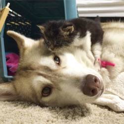 catsbeaversandducks:  They Thought This Kitten Was Going To Die, But Then She Met A Husky Named LiloRosie is a rescue stray found at just 3 weeks old. She was a sickly little kitten until they paired her up with Lilo, a gentle Husky who changed the little