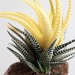 artisticlog:Haworthia zebra 🍃😲😍