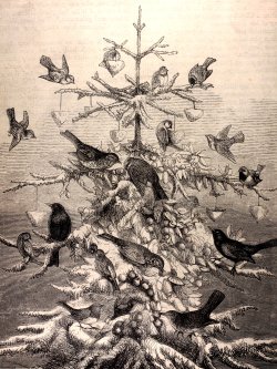 michaelmoonsbookshop: The Birds’ Christmas Tree 19th century illustration 