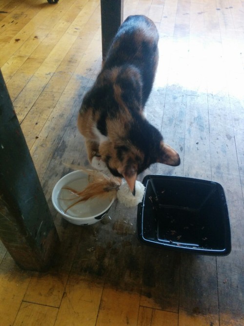 ghostbongweedofthesamurai: feral kitten update: a fun game is to put toys in your water dish and the