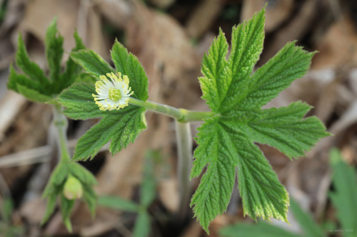 Goldenseal (Hydrastis canadensis), is one of Appalachia’s most storied medicinal plants, 