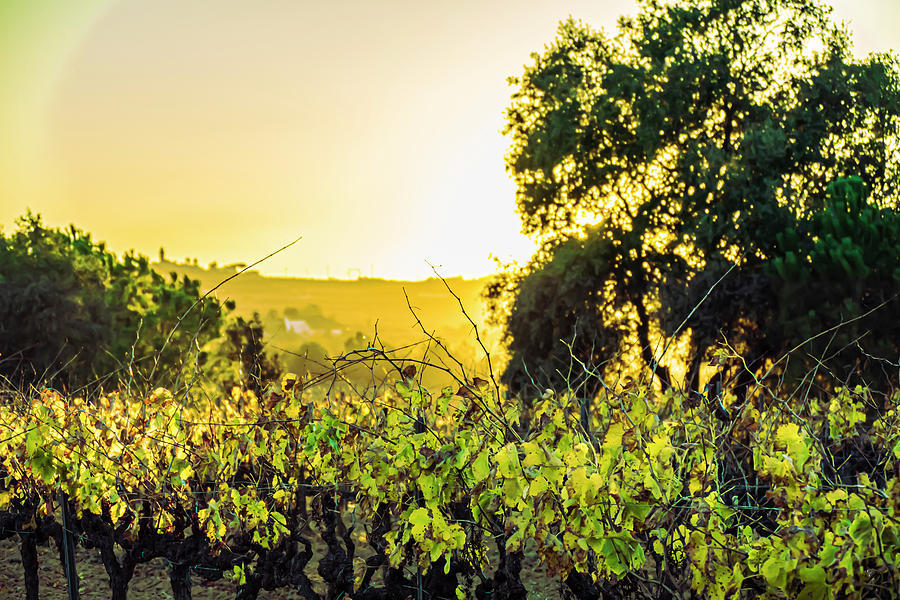Vineyards In The Evening 202312021800111 by Tomi Rovira