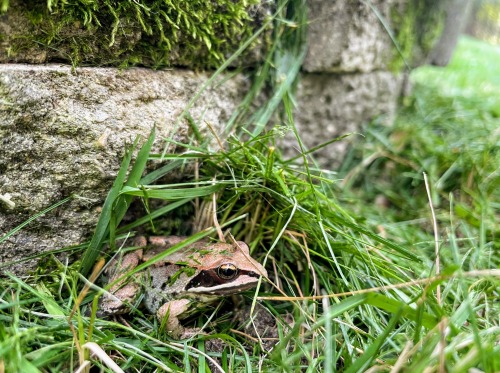 Dispatches from my back yard … I had to weed-whip and mow carefully around this guy tonight.