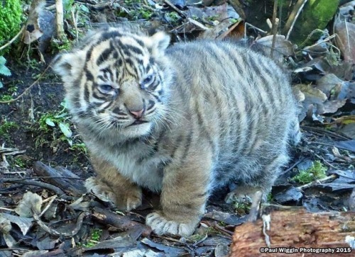 awwww-cute:  he is smol but also large (Source: http://ift.tt/2CXBFat)