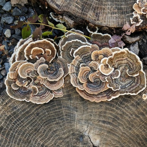 For quick paver solutions we chainsawed #woodrounds and within a year these beautiful #turkeytail #m