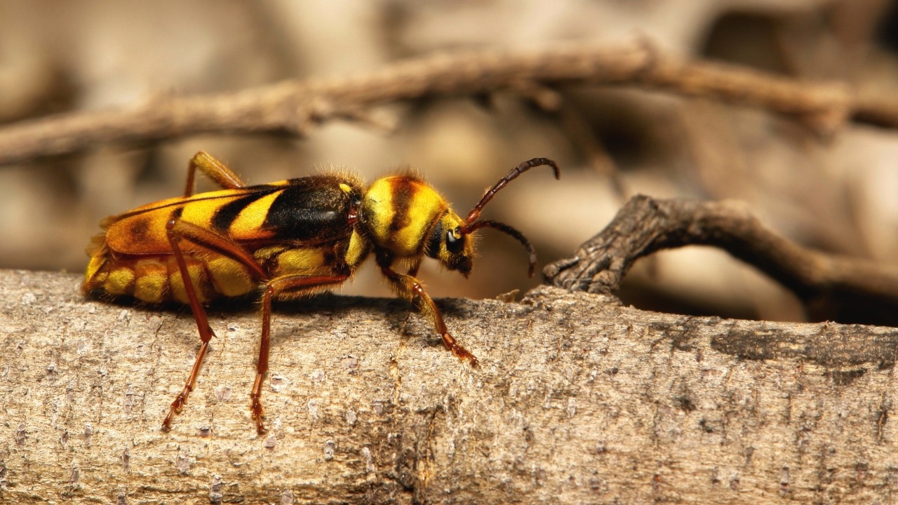 sinobug:  The TOP TEN BEETLE images taken in 2015 and posted to itchydogimages on