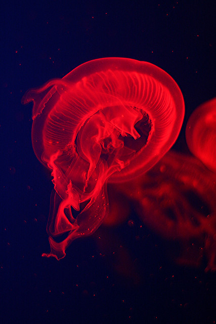brutalgeneration:  I Think It’s Safe To Assume It Isn’t A Zombie by Laura Storm