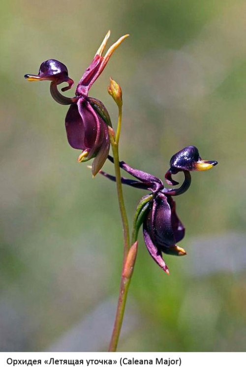 ohcoroner:  sumertabletleri:  Çiçeklerin şaşırtıcı şekilleri  flowers are bullshit 