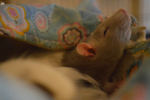 3milysrats:mmm no mum it’s too early 5 more minutes