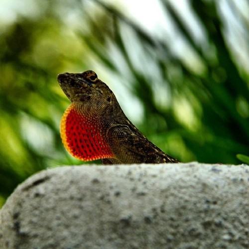 rate-my-reptile:haveblu:#lizard #reptile #Naples #florida*adjust my regal neckerchiefe-scarf* Pheasa