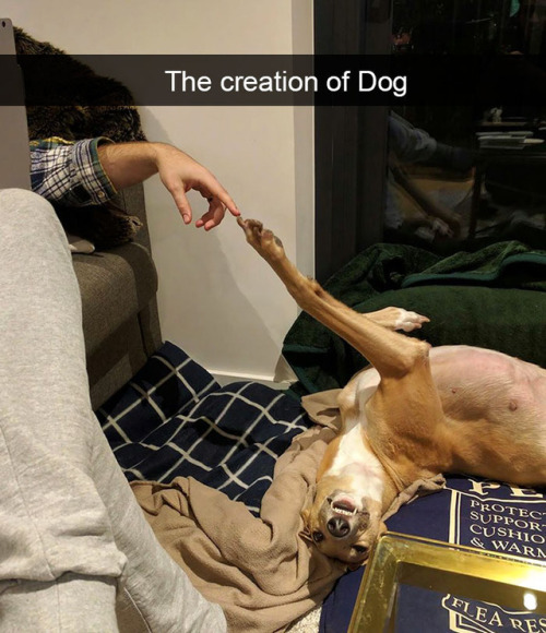 animalsnaps:Animal snaps