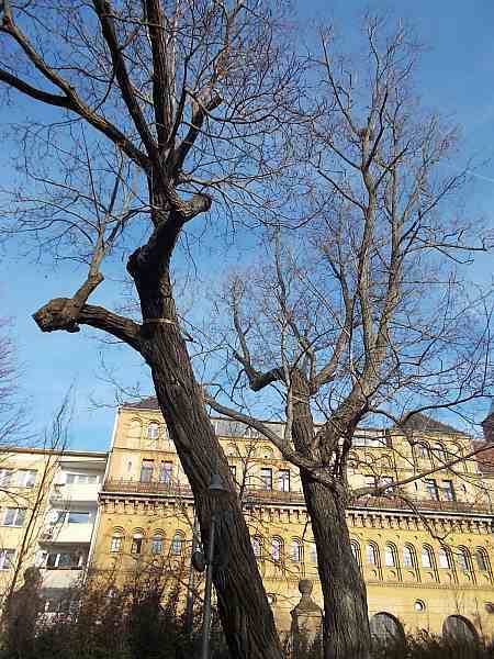 Trees from the city Wroclaw in Poland.