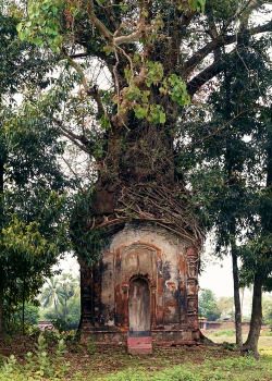 vintagegal:  Laura McPhee- Banyan Tree and16th Century Terracotta Temple, Attpur, West Bengal, India, (via)