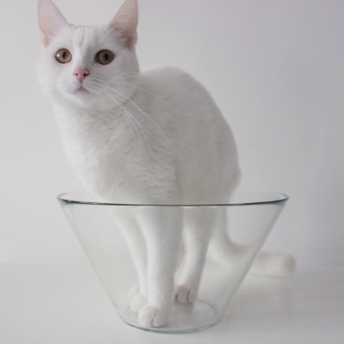 atraversso:    This Cat Has Unconditional Love for Her Glass Bowl.