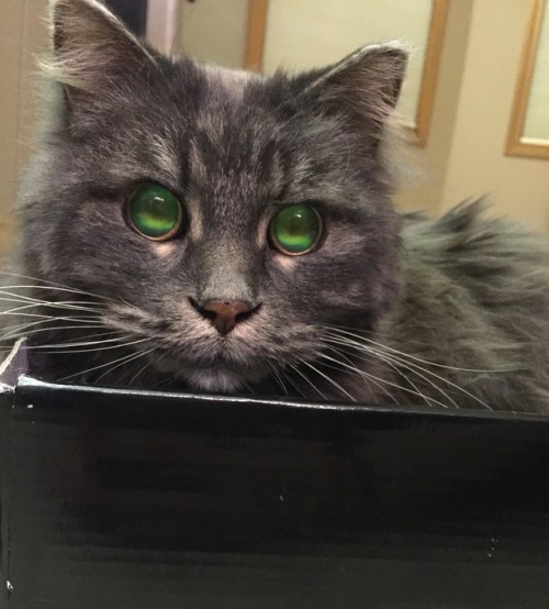 coolcatgroup:catchomps:His eyes have galaxies@mostlycatsmostly !!!!!!!!