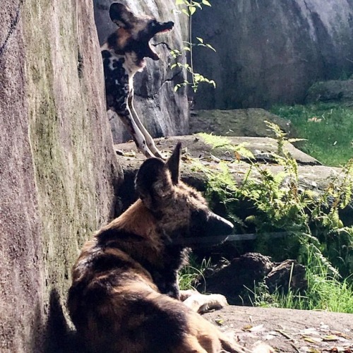 African painted dogs at the #oregonzoo rest in a patch of late-afternoon sunlight. The lovely dentit