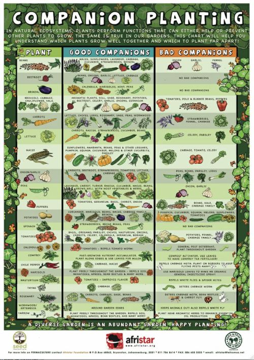 Companion planting