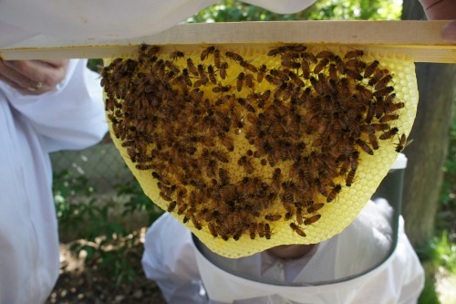 biodiverseed:A Top Bar Honeybee Hive (a.k.a. the “Honey Cow”)I’ve been building all sorts of beneficial insect habitats and hotels over the past few months, as I finish installing a food forest design. One of the last components of this little edible