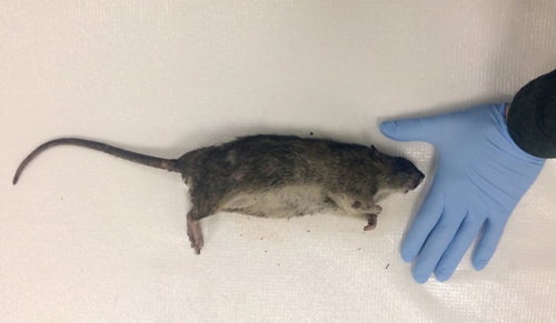 Matt Combs, a doctoral student at Fordham University, studies rats, and the rat in the picture above