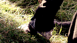 henricavyll:Claire going thru the stones to present day.Claire’s POV 2.01 ║ 3.01 Jamie’s POV  So, th