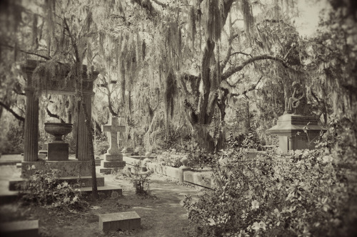americanguide:  BONAVENTURE CEMETERY - SAVANNAH, GEORGIA  Cloaked somberly in gray moss, the branches of old oaks meet like cathedral arches above the drives and weathered tombstones. Even in spring, when crimson azaleas and white and pink camellias lend