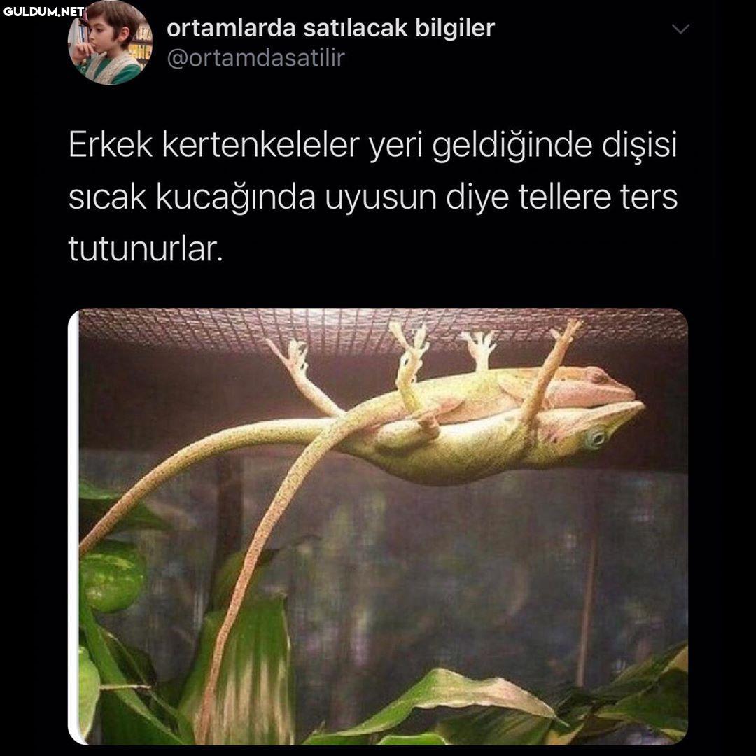 Alfa erkek dediğimiz...