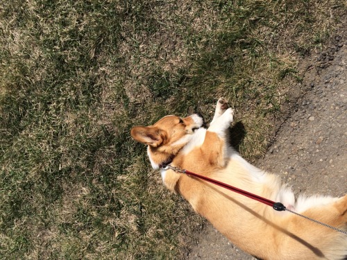 feathersassemble:  rupsidaisy:  i-ambeinghonest:  rupsidaisy:  “Fuck this” - Kenny, 2015  “Kenny”  Yeah, that’s his name?  Kenny the Corgi: The Dog Who Gave up on Walks