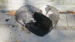 awwww-cute:  These cats were cuddling in