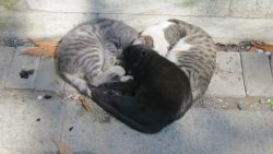 redditaww:  These cats were cuddling in the shape of a heart 