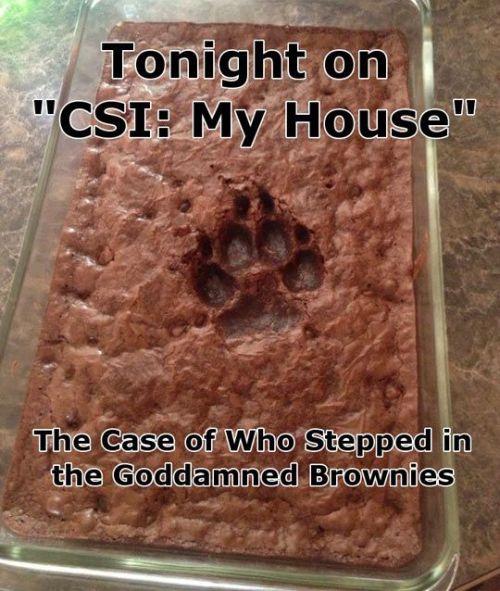 And the brownies were on the floor because … ??