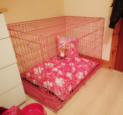 puppy-grrrl:  The cage is set up! Just waiting on some base blankets in the post and will but some cuddly squishy bedding tomorrow! It’s so cozy! 🐕