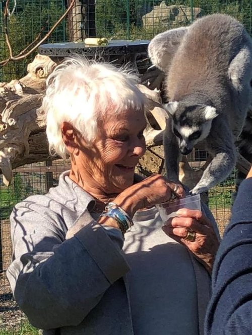 blueberries for a lemurDame Judi’s Gift For Isle Of Wight Zoo Favourite