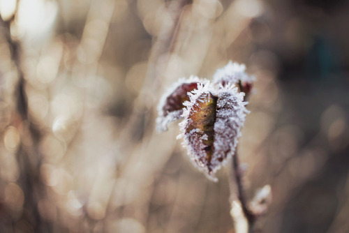 lionandramphotography: Winter warmth