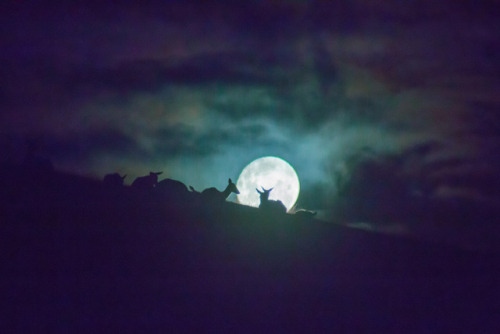 wavelasso:Deer in the moon.