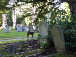 skull-designs:
“Bambi’s safe here.
Brookwood Cemetery, Surrey.
”