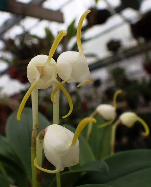 orchid-a-day:Masdevallia selenitesDecember 21, 2020 