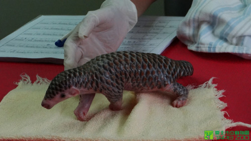 laughingsquid:Tiny Newborn Pangolin Gets Fed, Bathed and Cuddled at the Taipei Zoo in Taiwan